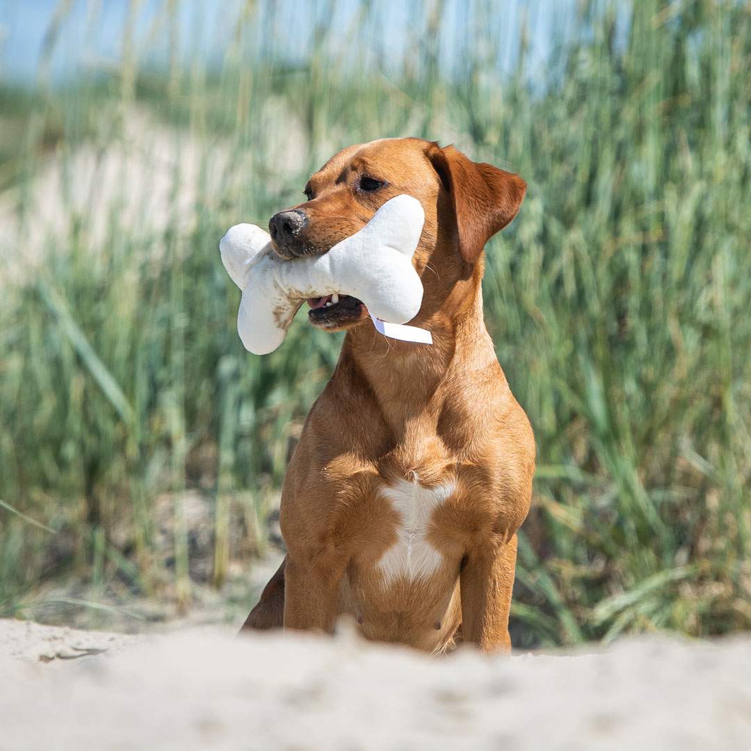 Hundespielzeug Knochen