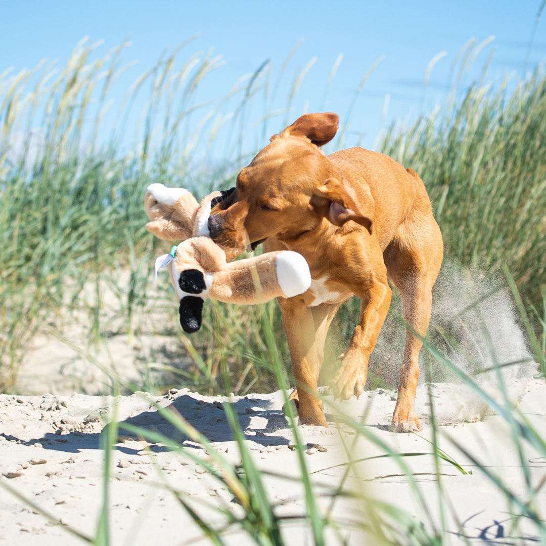 Hundespielzeug RecycelFuchs