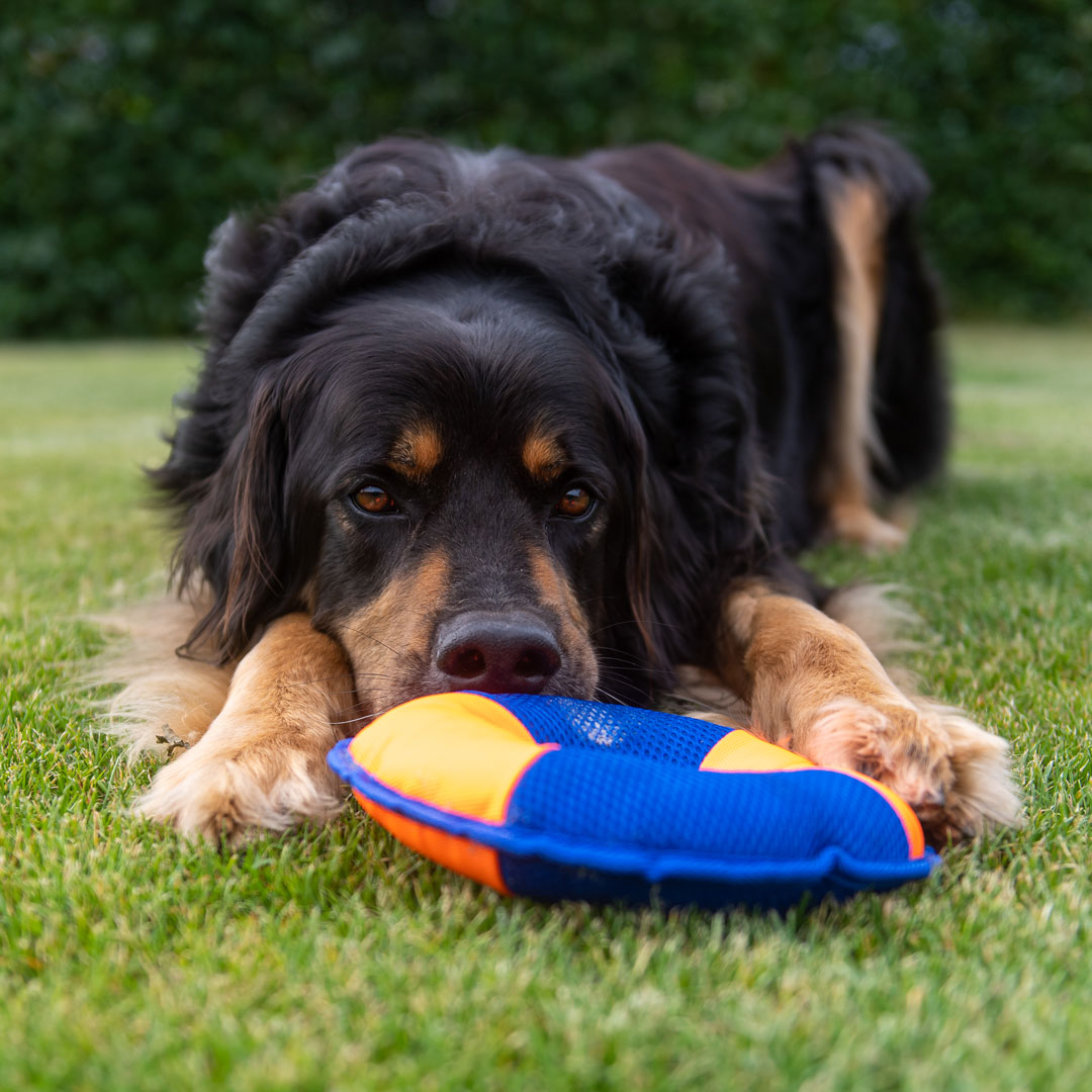 Hundespielzeug Flying Disc
