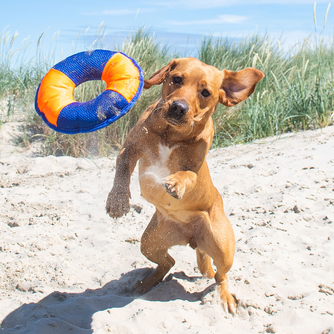Hundespielzeug Flying Disc