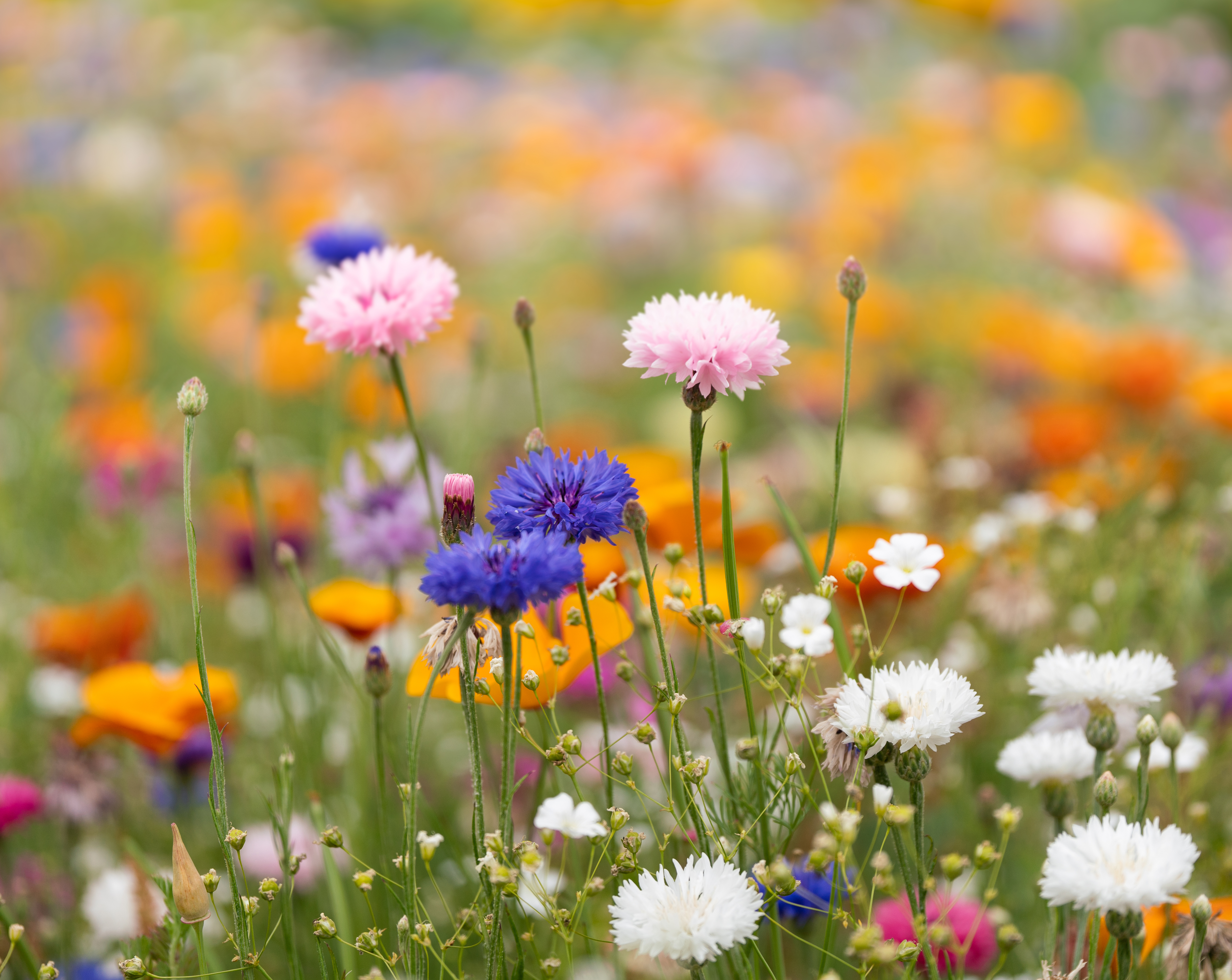 DIN A5 Wildblumen-Samenpapier ASIDE