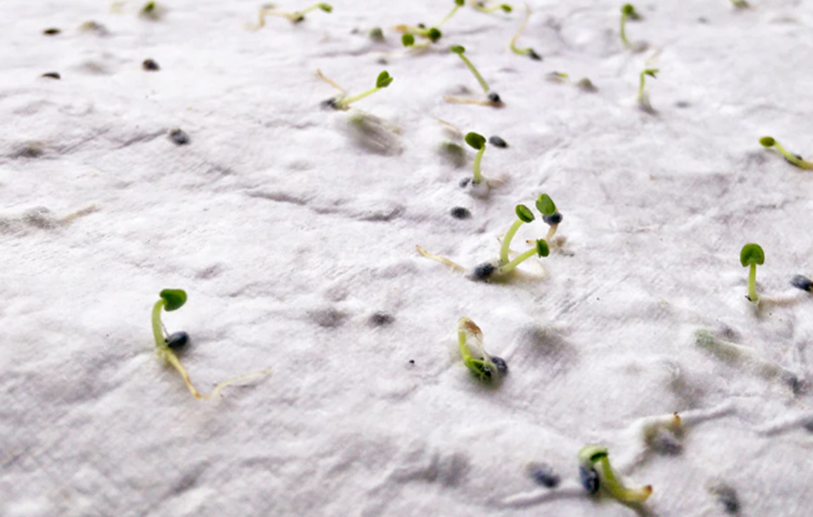 DIN A5 Wildblumen-Samenpapier ASIDE