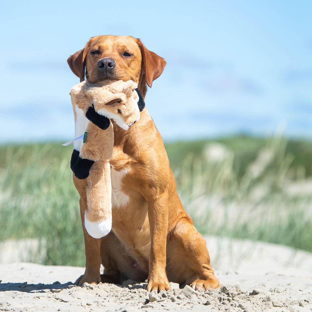 Hundespielzeug RecycelFuchs