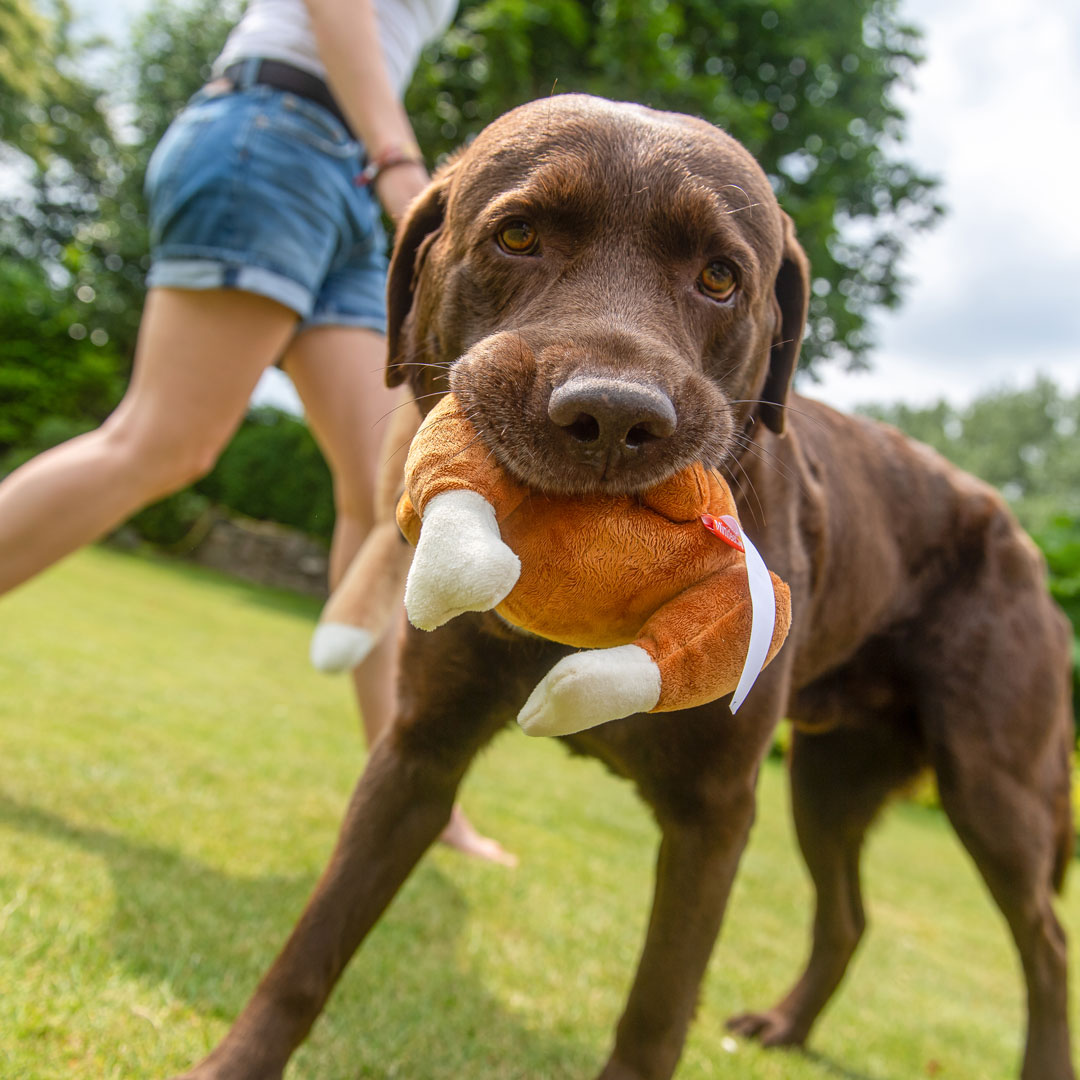 Hundespielzeug Hähnchen
