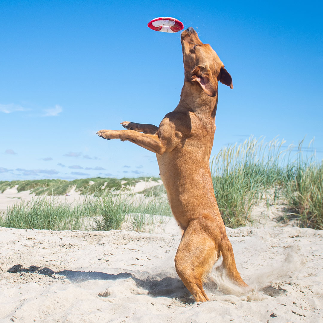 Hundespielzeug Flying Disc